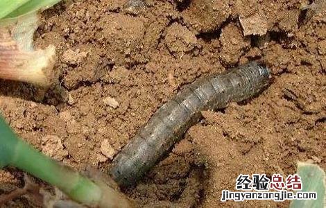小地老虎的防治措施 小地老虎的防治方法