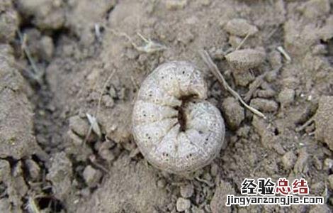 小地老虎的防治措施 小地老虎的防治方法