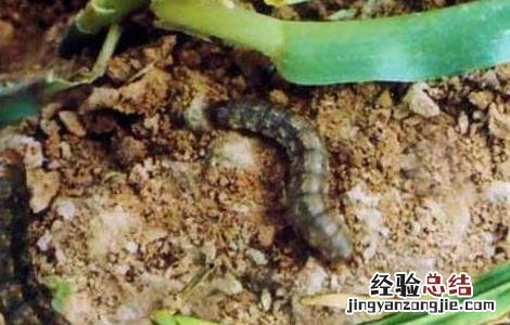 小地老虎的防治措施 小地老虎的防治方法