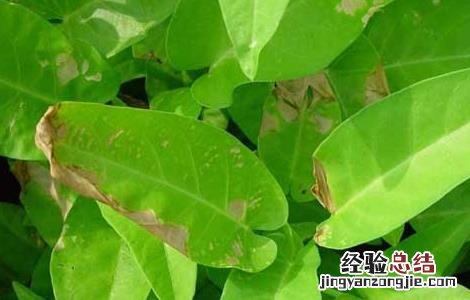 叶枯病如何防治 叶枯病的防治方法