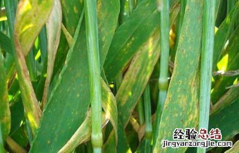 叶枯病如何防治 叶枯病的防治方法