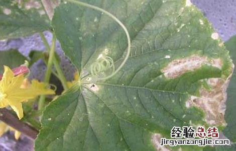叶枯病如何防治 叶枯病的防治方法