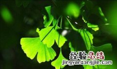 绿艾青描述了什么 作者艾青的绿
