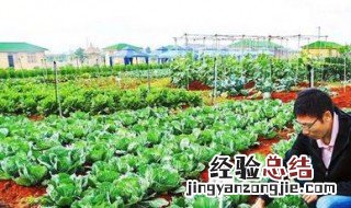 新手开荒种菜步骤 怎么种菜