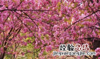 樱花记录卡怎么写 学习樱花记录卡怎么写