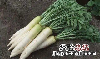 白萝卜缨的功效 白萝卜缨子有什么功效