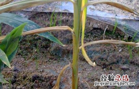 立枯病怎么防治 立枯病的防治方法