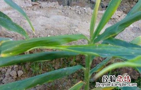立枯病怎么防治 立枯病的防治方法