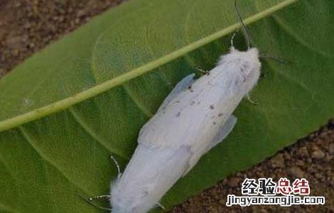 美国白蛾防治技术B站 美国白蛾防治技术