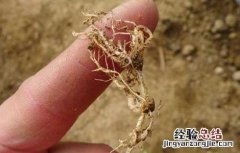 根结线虫的防治方法视频 根结线虫的防治方法