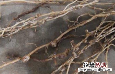 根结线虫的防治方法视频 根结线虫的防治方法