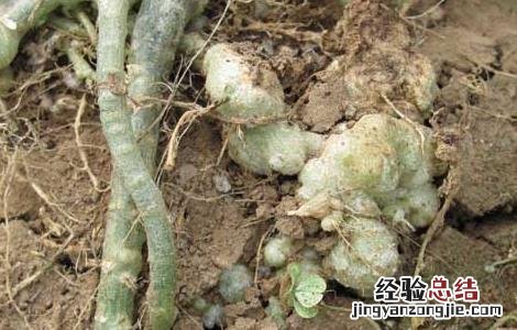 根结线虫的防治方法视频 根结线虫的防治方法