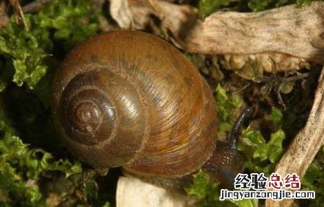 灰巴蜗牛怎么防治 灰巴蜗牛怎么养