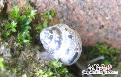 灰巴蜗牛怎么防治 灰巴蜗牛怎么养