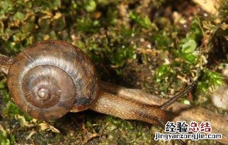 灰巴蜗牛怎么防治 灰巴蜗牛怎么养
