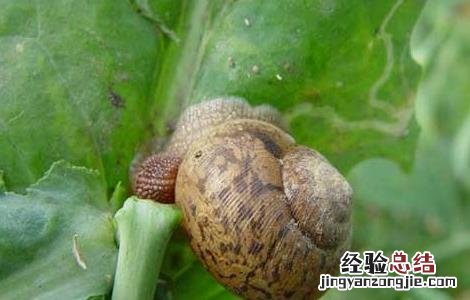 灰巴蜗牛怎么防治 灰巴蜗牛怎么养