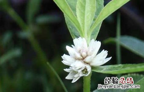 空心莲子草的防治方法图片 空心莲子草的防治方法