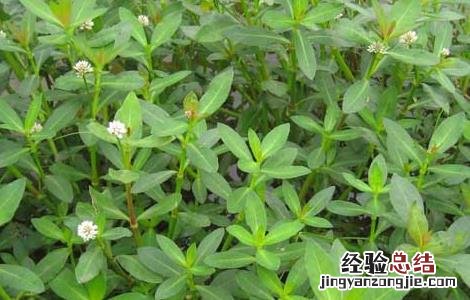 空心莲子草的防治方法图片 空心莲子草的防治方法