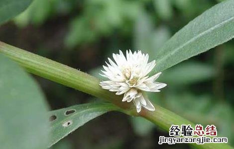 空心莲子草的防治方法图片 空心莲子草的防治方法