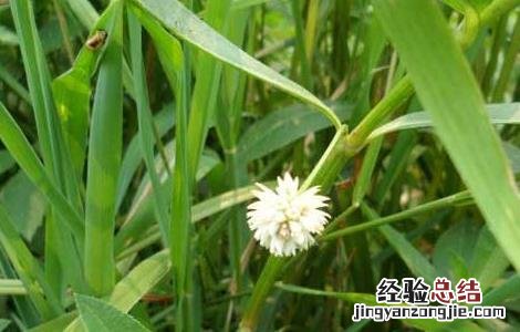 空心莲子草的防治方法图片 空心莲子草的防治方法