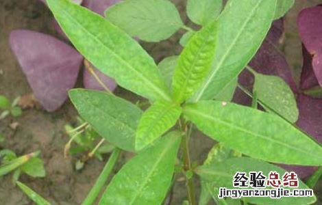 空心莲子草的防治方法图片 空心莲子草的防治方法