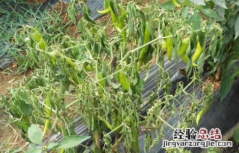 枯萎病如何防治 枯萎病的防治方法