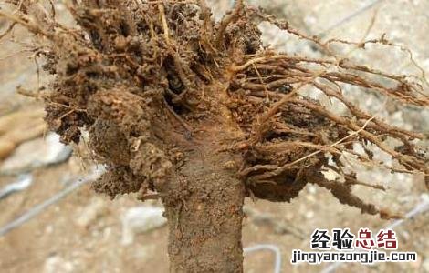 枯萎病如何防治 枯萎病的防治方法