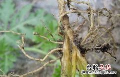 枯萎病如何防治 枯萎病的防治方法