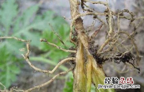 枯萎病如何防治 枯萎病的防治方法