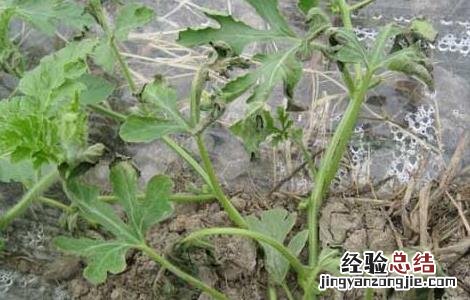 枯萎病如何防治 枯萎病的防治方法