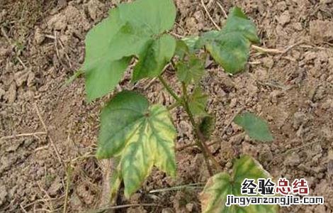 枯萎病如何防治 枯萎病的防治方法