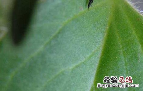 蓟马虫害的防治方法视频 蓟马虫害的防治方法