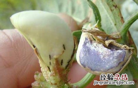 蓟马虫害的防治方法视频 蓟马虫害的防治方法
