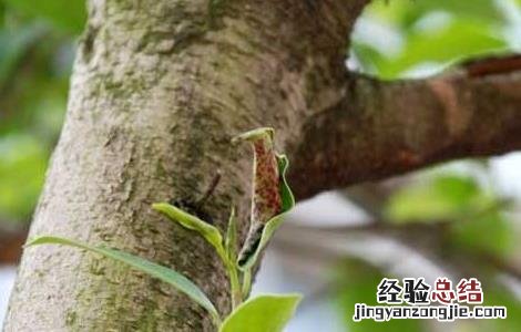 蓟马虫害的防治方法视频 蓟马虫害的防治方法