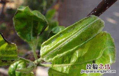 蓟马虫害的防治方法视频 蓟马虫害的防治方法