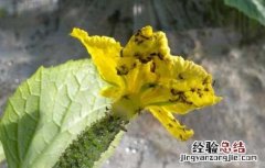 蓟马虫害的防治方法视频 蓟马虫害的防治方法