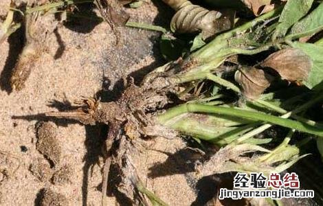 根腐病怎么办 根腐病如何防治
