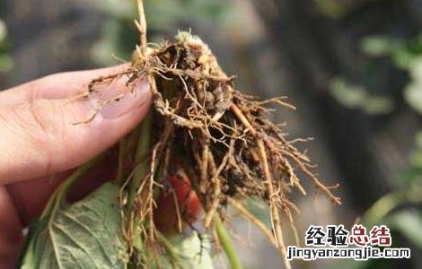 根腐病怎么办 根腐病如何防治