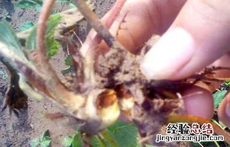 根腐病怎么办 根腐病如何防治