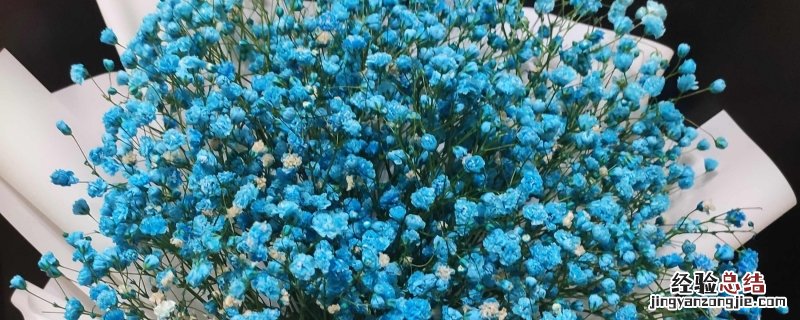关于满天星花语的经典短句有哪些 关于满天星花语的经典短句有哪些英语