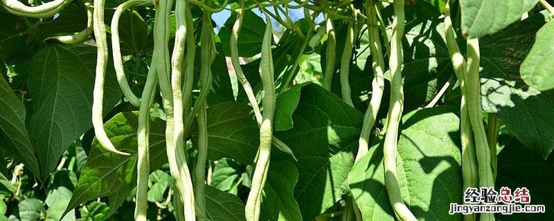 豆角烂根最好的处理方法 豆角烂根用什么药效果快