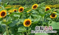 向日葵花还叫什么花名 向日葵花还叫什么花