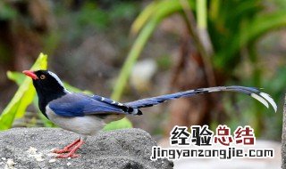 鹊怎么组词 蝉怎么组词