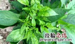 酱腌辣椒叶怎么做好吃 酱腌辣椒叶怎么做