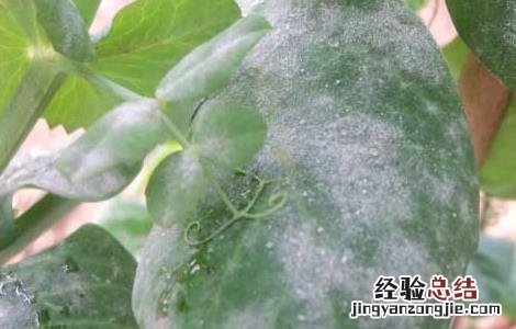 白粉病怎么防治 如何预防白粉病