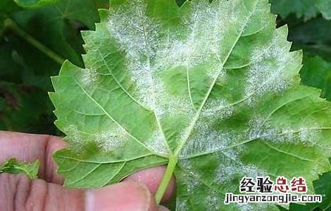 白粉病怎么防治 如何预防白粉病