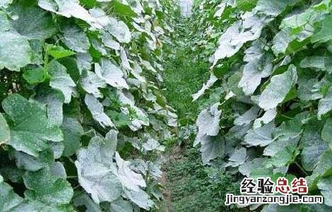 白粉病怎么防治 如何预防白粉病