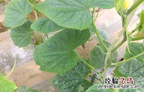 白粉病怎么防治 如何预防白粉病