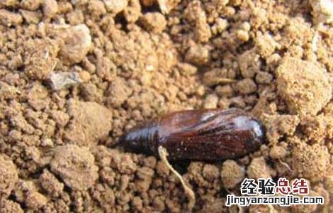 地下害虫特效药有哪些 地下害虫特效药有哪些品牌