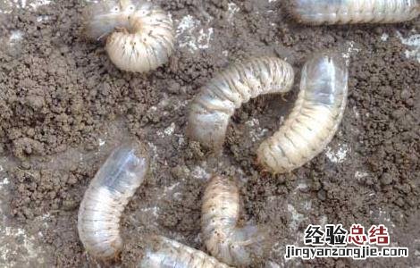 地下害虫特效药有哪些 地下害虫特效药有哪些品牌